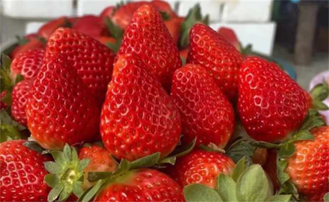 肾病患者能吃草莓吗，吃草莓能大量吃吗