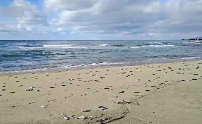 日本北海道海岸再现大量死鱼，有哪些启示