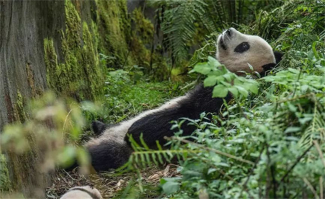 我国先后将多少只圈养大熊猫放归自然