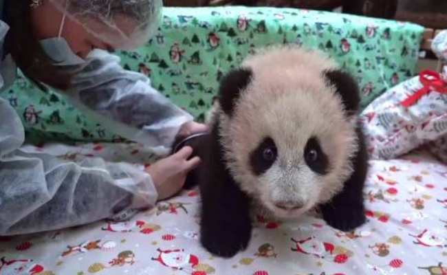 旅俄大熊猫幼崽定名“喀秋莎” 有哪些特殊的含义
