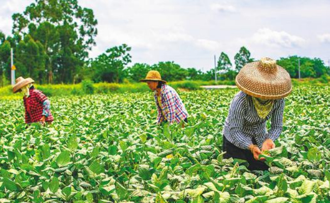农业农村部如何确保脱贫人口务工就业规模稳定在3000万人以上