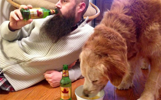 ​金毛喝酒了会怎么样，宠物狗能不能喝酒