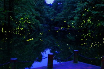 拉动天台山景区消费1.2亿元 小小萤火虫 带火 过夜经济