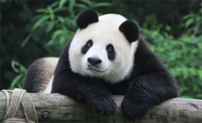 ​  熊猫为什么会成为国宝 熊猫是国宝的原因