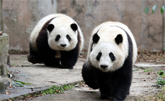 大熊猫和叶为何暂停营业了