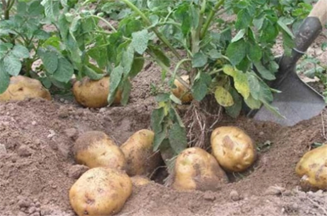 ​土豆是植物的哪个部位 土豆吃的是根还是果实