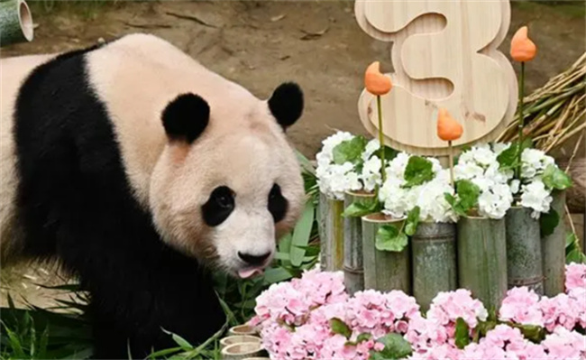 ​大熊猫“福宝”将回国，外交部如何回应