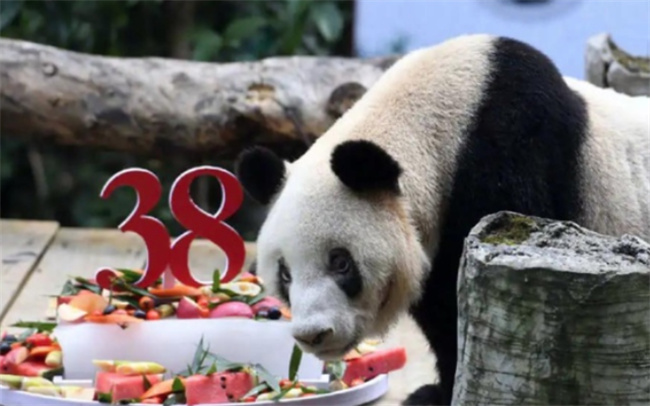 全球圈养大熊猫寿命最长的是谁，大熊猫寿命一般是多少