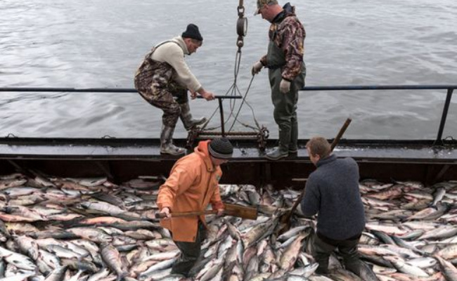 ​俄罗斯将废除同英国的渔业协定，有何影响