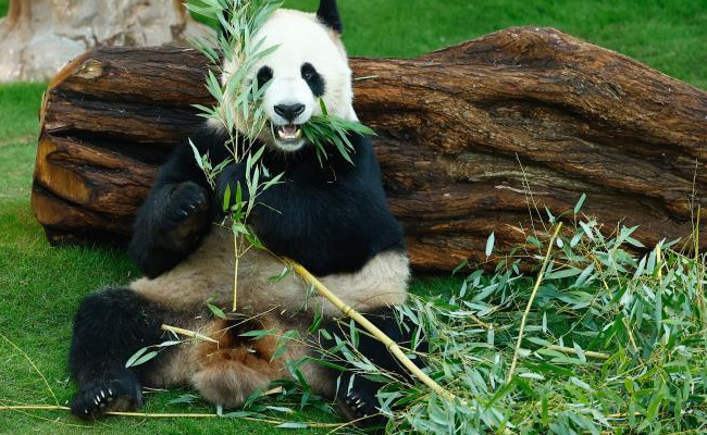 卡塔尔旅游局请中国游客看熊猫吗