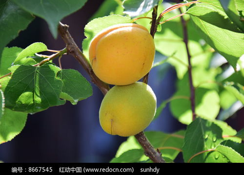 成熟的杏子图片高清图片下载 红动网 
