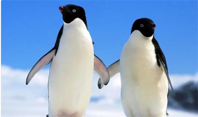 ​企鹅在南极还是北极 企鹅只有南极有吗