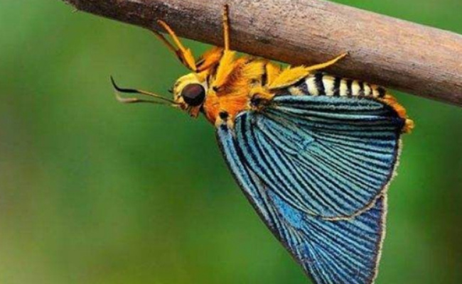 ​昆虫是否有嗅觉基因，有何作用