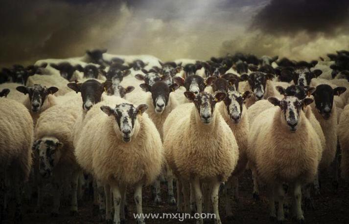 梦见羊群 梦见羊群是什么兆头