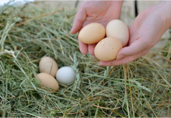梦见捡蛋是什么预兆 梦见捡鹅蛋是什么预兆
