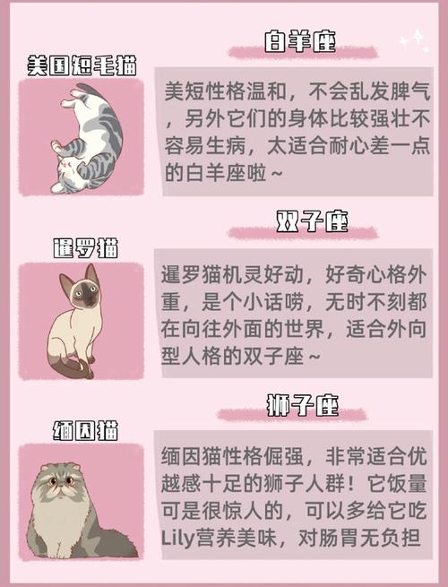 适宜养猫的命格有哪些 什么五行的人适合养猫