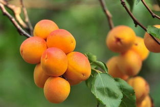 杏子什么时候成熟 几月 杏子是什么季节的水果