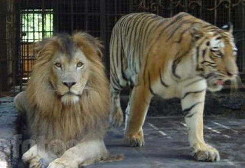 为什么老年的狮子会被饿死,而老虎不会呢 看完让人心疼