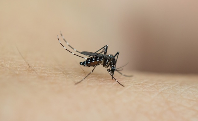 疟疾拉响气变时代的传染病危机警报，要如何应对