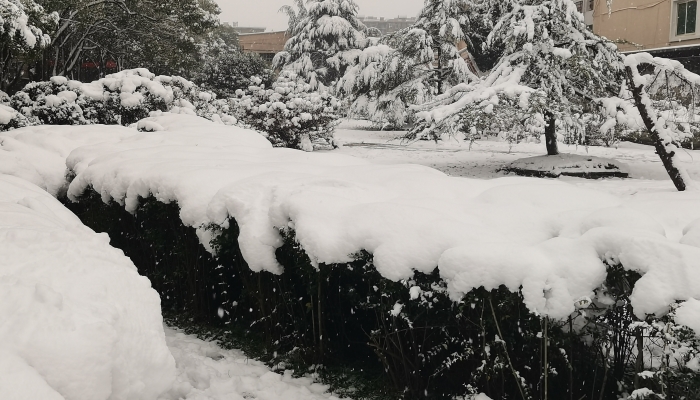 安徽立春迎飞雪局地将有暴雪 今天合肥仍将有明显降雪