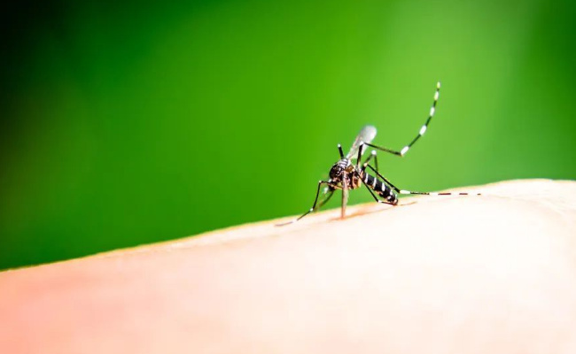 ​夏天如何防止蚊虫叮咬，有哪些方法