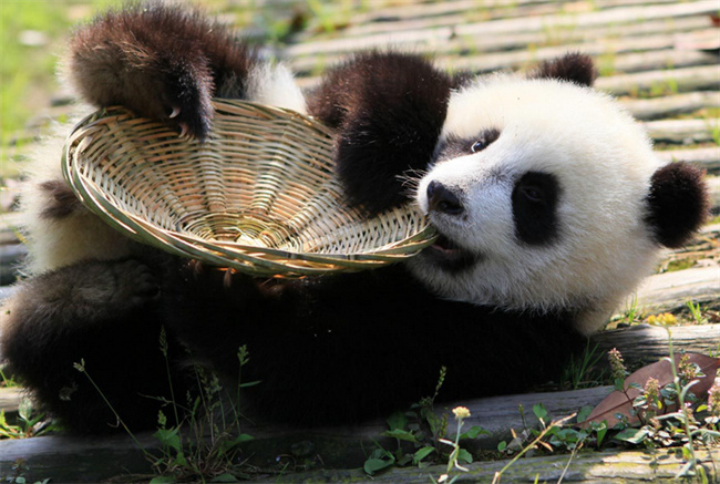 年轻人为什么热衷于看大熊猫，大熊猫有哪些特点