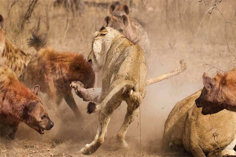 10只鬣狗能不能打赢一只雄狮