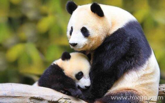 梦见熊猫 梦见大熊猫是什么意思周公解梦