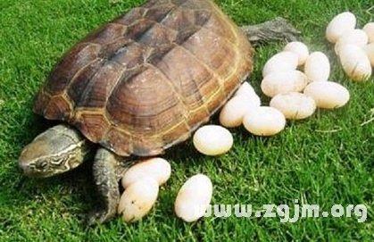 梦见龟蛋 梦见鹅下了一个蛋有什么征兆