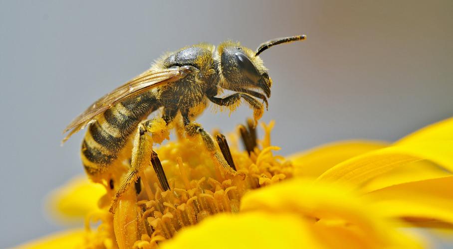 梦见好多蜜蜂是吉还是凶 梦见蜜蜂成群密密麻麻在身上