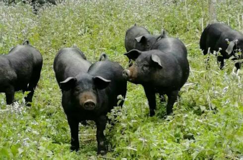 泸溪特产-湘西黑猪