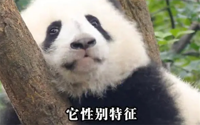 大熊猫性别乌龙原因，大熊猫的性别鉴定方法有哪些