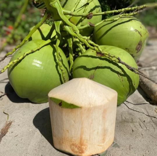 龙华区特产-海南椰子果