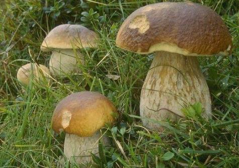 卓资县特产-绿色山宝蘑菇
