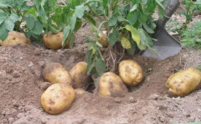 马铃薯有哪些功效，可以减肥吗