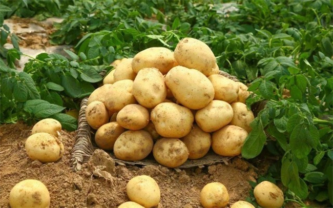 土豆发绿的原因,发绿的土豆还能吃吗