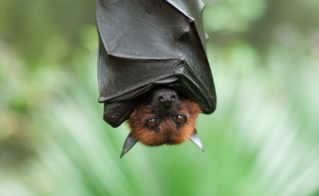 ​蝙蝠的眼睛能看见东西吗，它们如何寻找食物