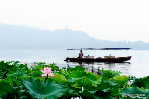 游客凌晨3点排队 杭州西湖夏天特有的 鬼市 ,开张10分钟便消失
