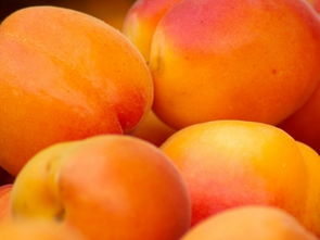 杏子几月份成熟 什么时候上市 多少钱一斤