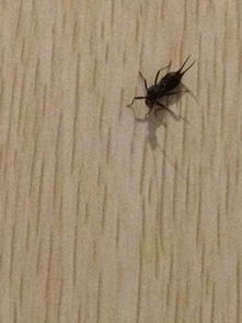 卧室里的黑色虫子,请帮助看看是什么虫子啊 