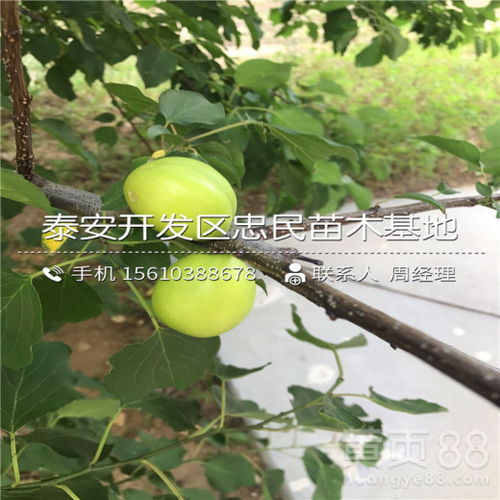 最晚熟杏树品种(最晚熟的杏是什么品种几月份熟)