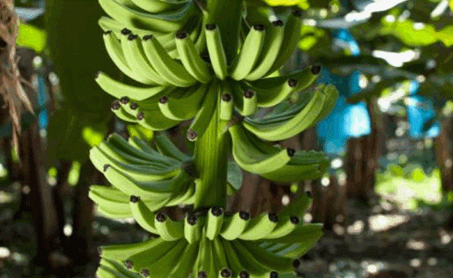 香蕉成熟后是怎么变弯的，有哪些影响因素