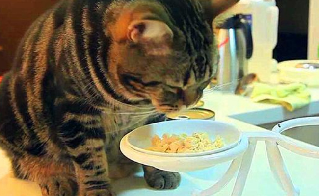 猫咪肠胃脆弱可以吃什么，不可以吃什么