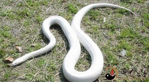 做梦梦见白色的蛇 孕妇梦见白色的蛇