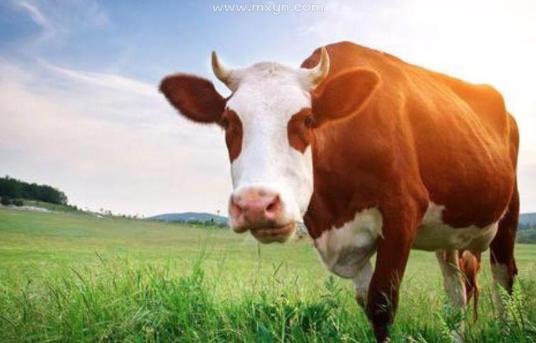 梦见很大的牛 女人梦见牛是什么预兆