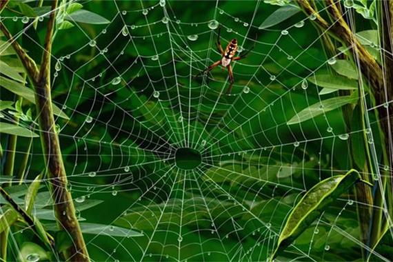 梦见好多蜘蛛网 梦见蜘蛛网缠身是什么预兆