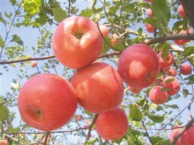 梦见买红苹果 梦见树上结满成熟的苹果