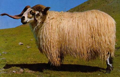 碌曲县特产-藏羊