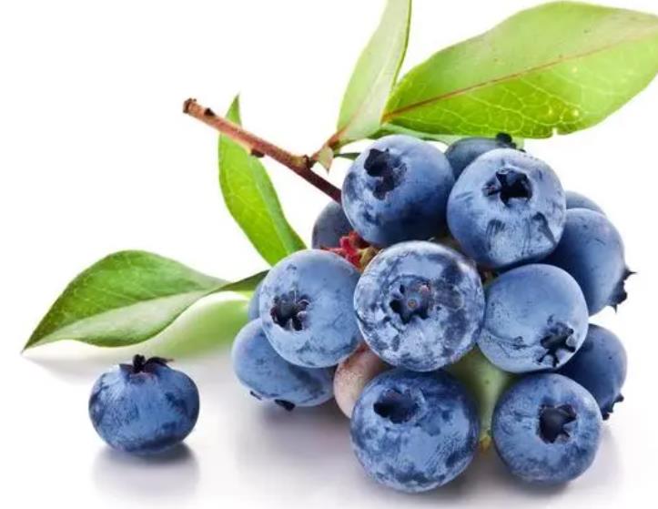 包河区特产-大圩蓝莓