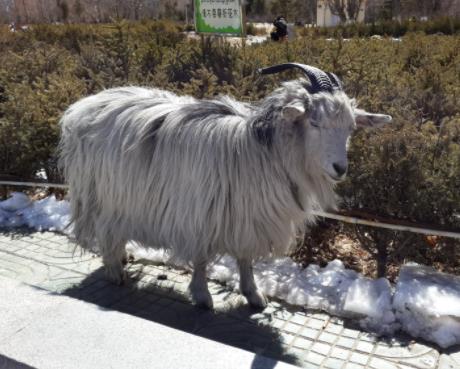 丁青县特产-西藏山羊